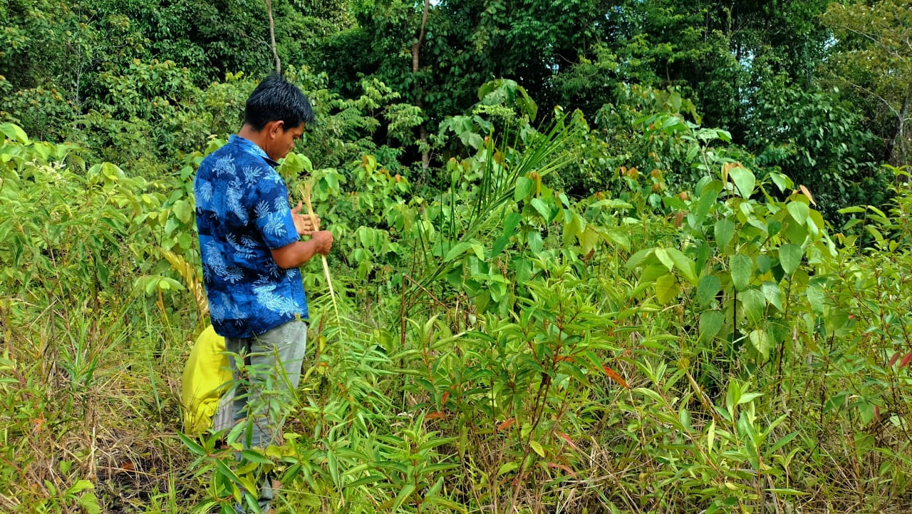 Warga mengeluhkan tanaman kelapa sawit di lahan seluas satu hektare, Desa Semambu, Tebo, Jambi, dimakan gajah. (Foto: Independen/M Sobar Alfahri)