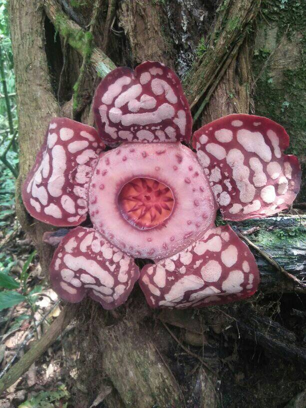 Rafflesia hasseltii