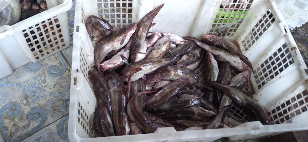 tangkapan ikan di laut sekitar PLTU Indramayu