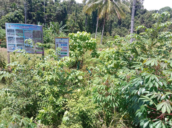 Kebun jagung warga 