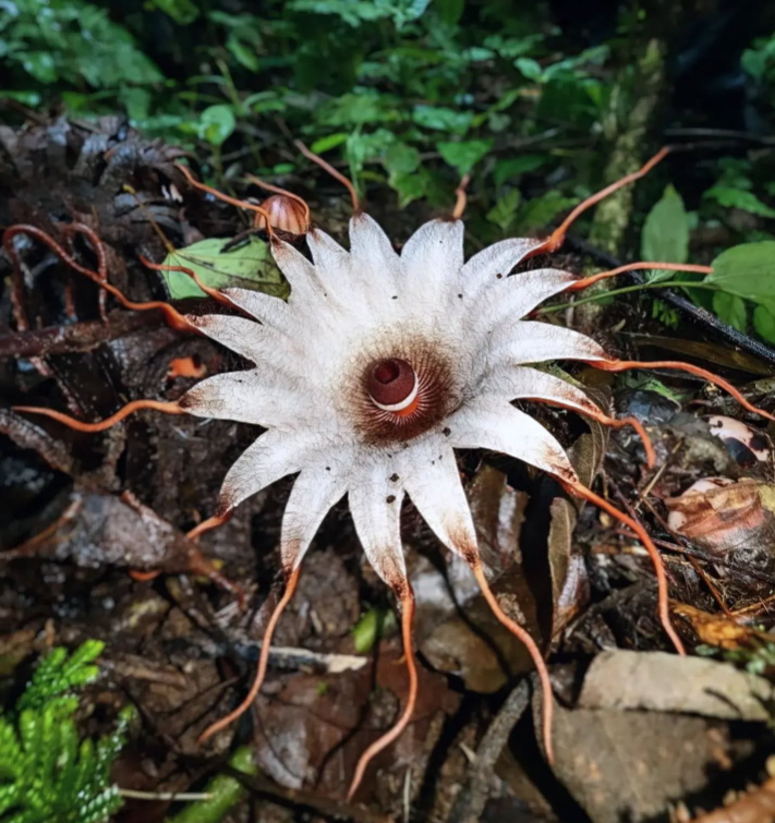 Rhizanthes deceptor bunga langka keluarga Rafflesia.  Rhizanthes deceptor adalah tumbuhan parasit yang berbunga tanpa daun, batang dan akar yang hidup bergantung pada tumbuhan inangnya yang bernama T. Popillosum