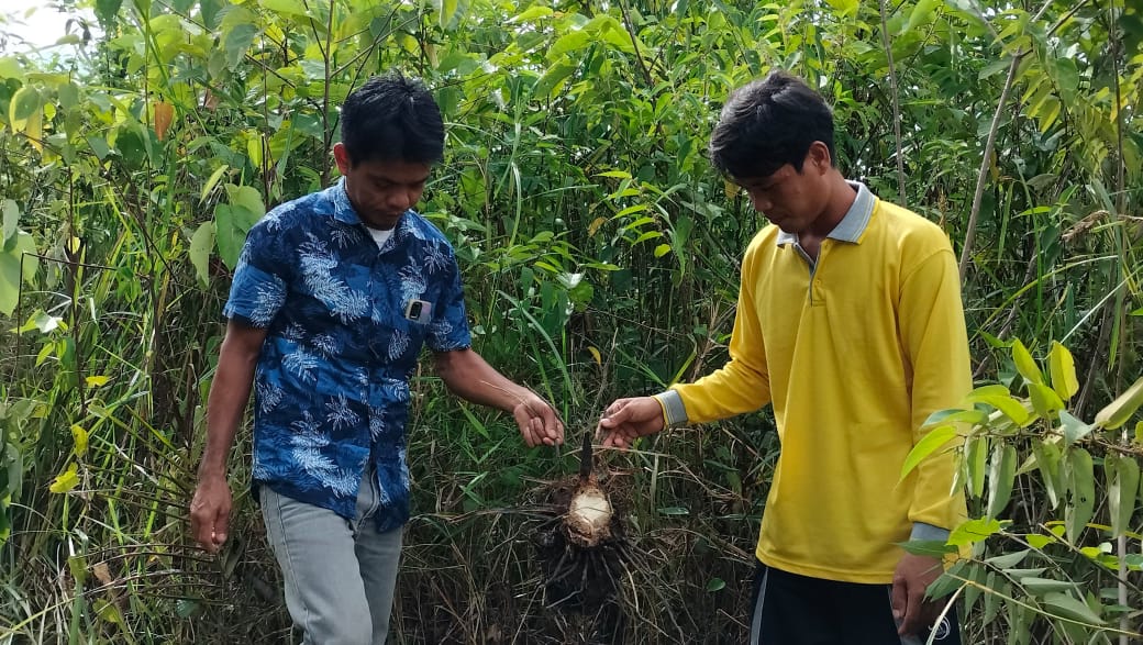 Warga menunjukkan sisa tanaman kelapa sawit yang dimakan gajah di Desa Semambu, Tebo, Jambi. (Foto: Independen/ M Sobar Alfahri)