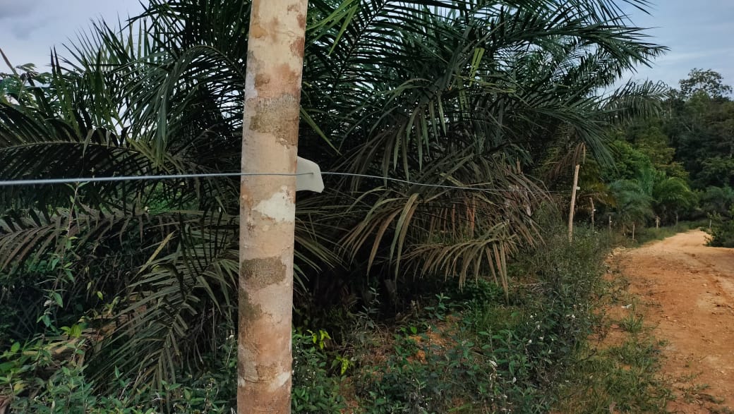 Pagar kawat listrik yang dipasang mengelilingi perkebunan kelapa sawit di desa penyangga Taman Nasional Bukit Tigapuluh, Tebo, Jambi. (Foto: M Sobar Alfahri)