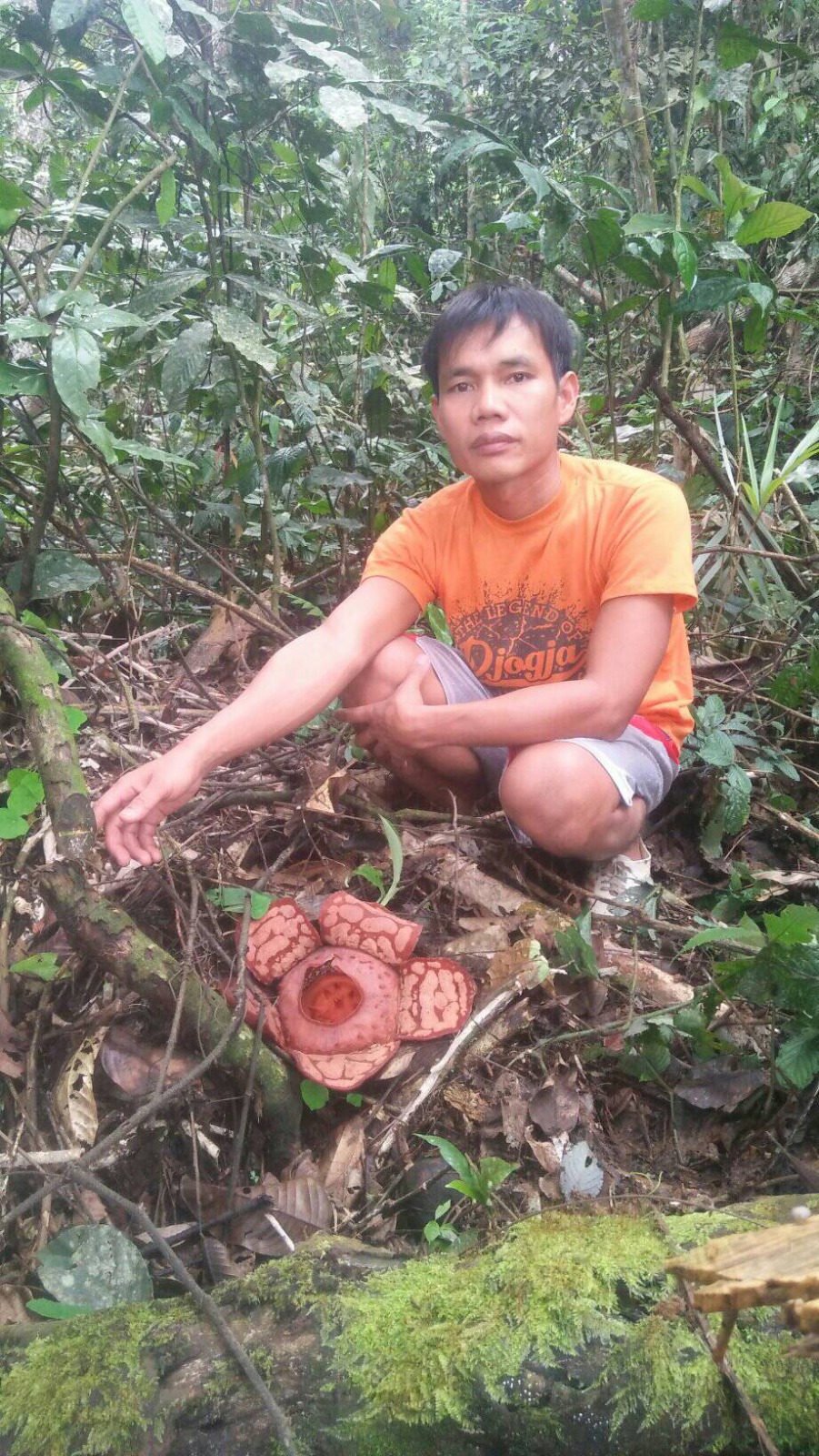 Rafflesia hasseltii yang diketahui mekar di Kabupaten Rejang Lebong pada tahun 2024 lalu. (foto: KPPL)