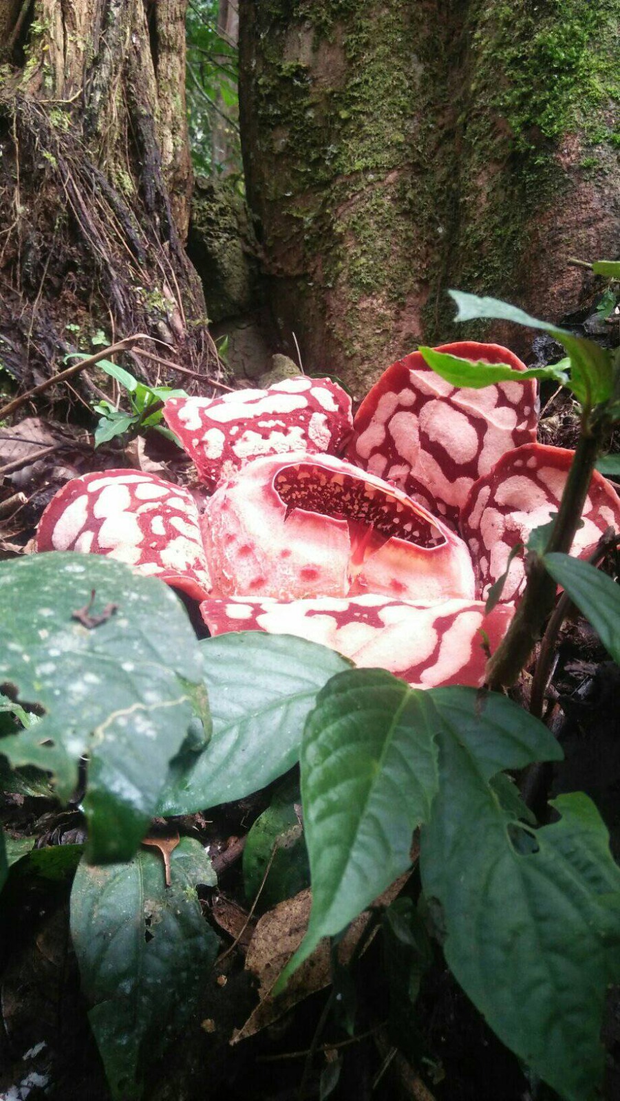 Rafflesia hasseltii