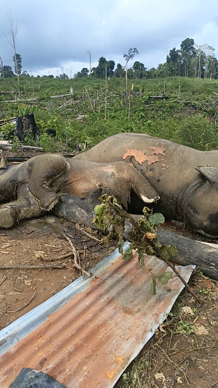 Gajah Mati 