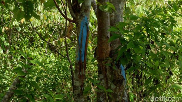 Cat biru sebagai penanda lahan kavelingan terlihat pada sejumlah batang pohon di sepanjang bantaran sungai Akejira. (Nurkholis Lamaau/detikcom)
