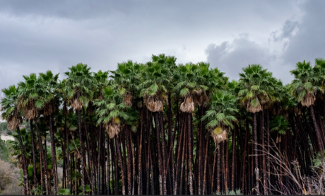 Jejeran Pohon Pinang