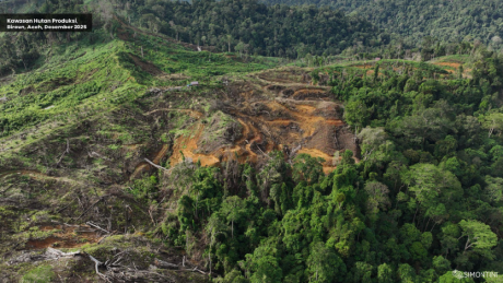 Kawasan Hutan Produksi di Bireun, Aceh 