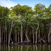 mangrove foto Freepik 