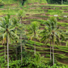 Subak 