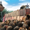 Produksi sawit di Indonesia