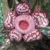 Rafflesia hasseltii