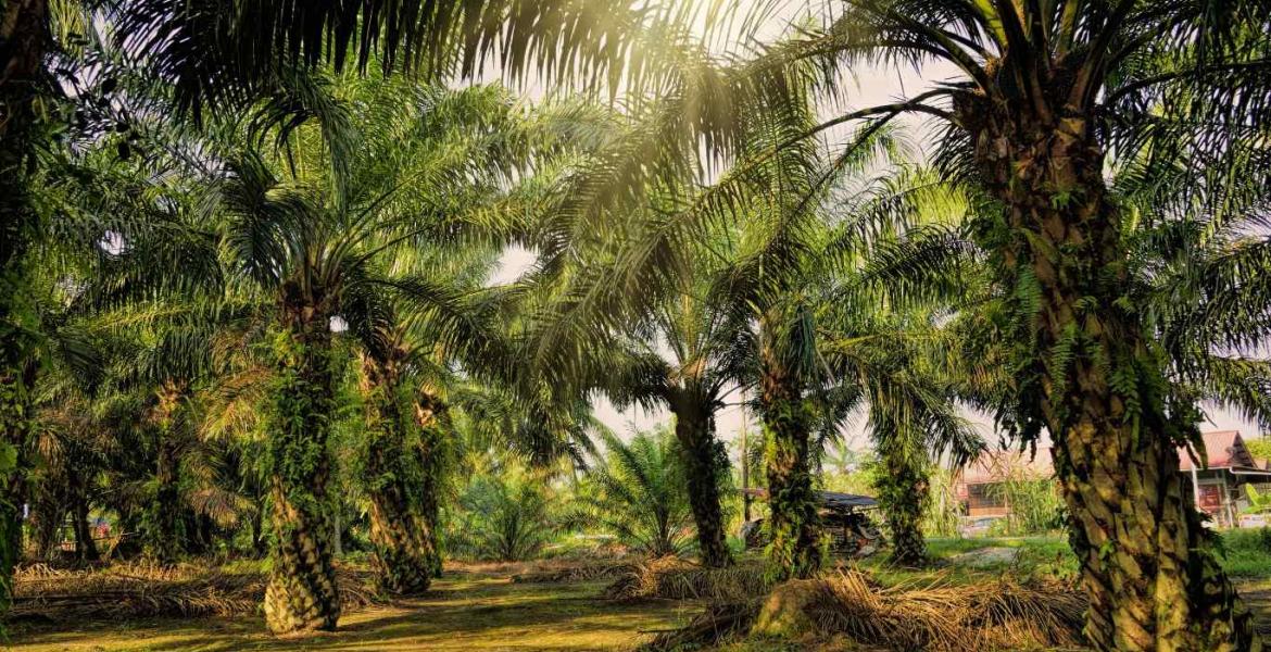 ilustrasi sawit di Bengkulu