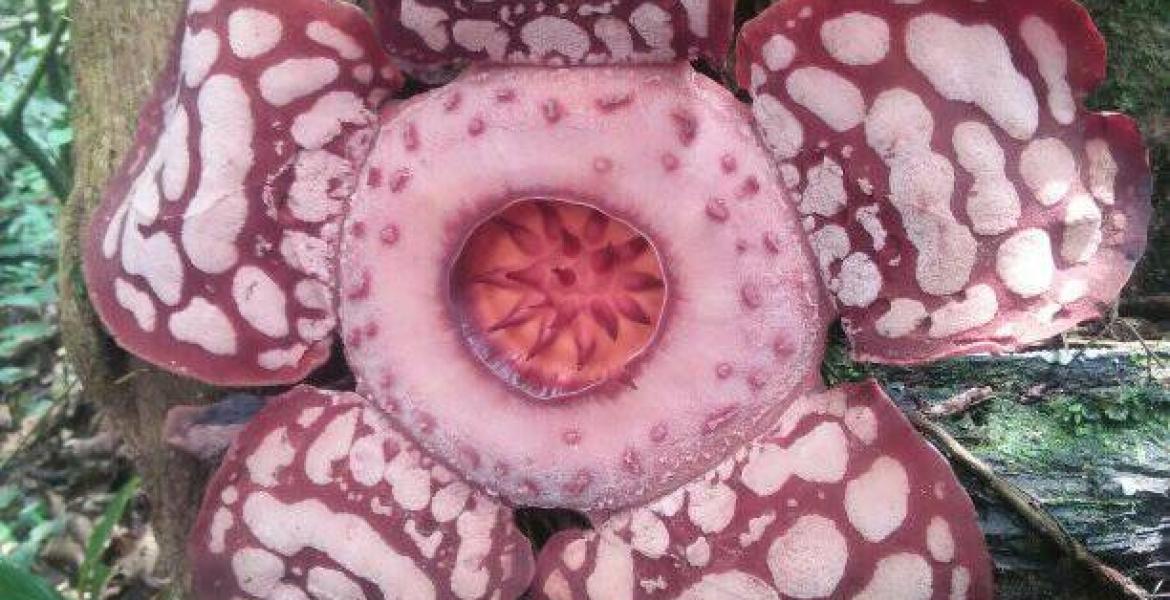 Rafflesia hasseltii